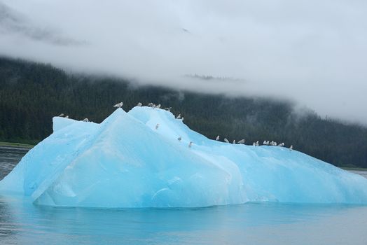 birds with blue iceberg floating in alaska