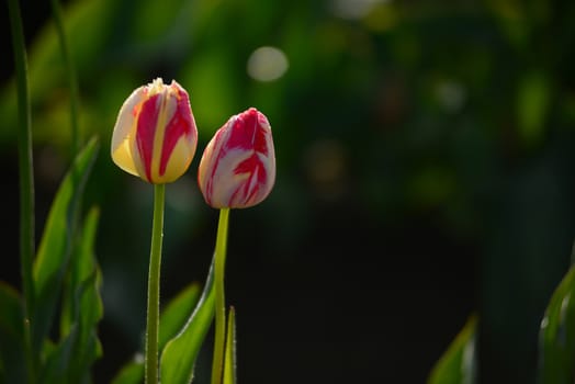 tulip in flower field in oregon