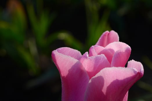 tulip in flower field in oregon