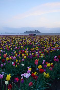 tulip flower field in woodburm oregon with a tractor