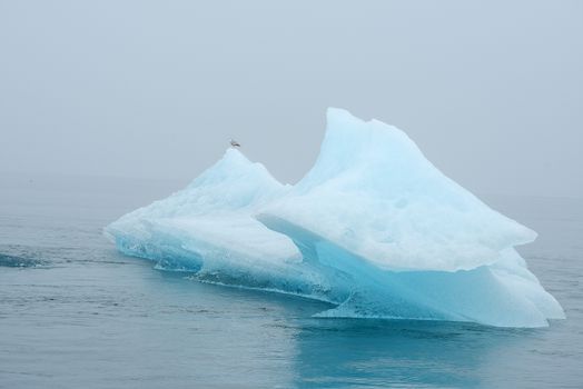 blue iceberg floating in alaska