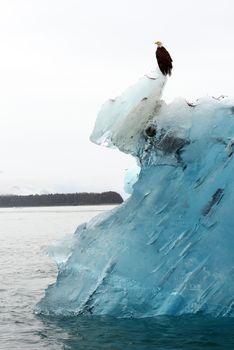 bald eagle stand on top of blue iceberg