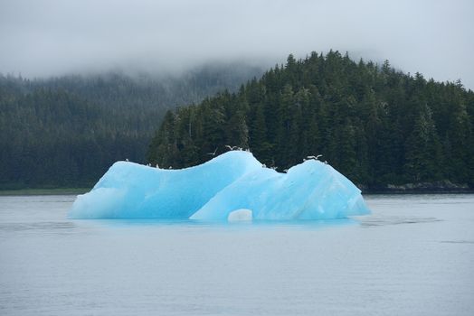 blue iceberg floating in alaska