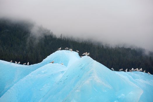 birds with blue iceberg floating in alaska