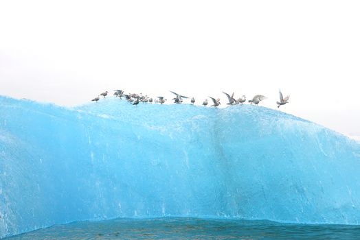 birds with blue iceberg floating in alaska