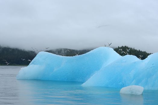 blue iceberg floating in alaska