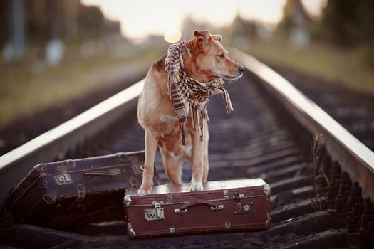 Dog on rails with suitcases. The dog looks for the house. The dog waits for the owner. The lost dog. Mongrel on the road. Dog on rails. Dog with suitcases. Not purebred dog on the road. Traveler. Vagrant dog. Tramp.