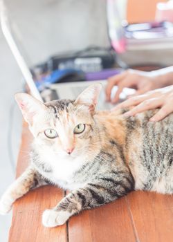 Siamese cat looking at camera, stock photo