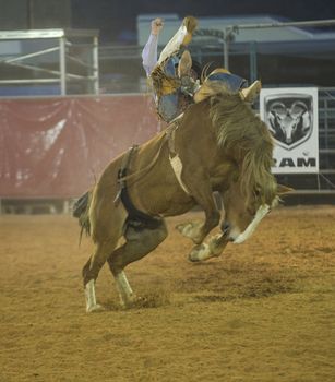 LOGANDALE , NEVADA - APRIL 10 : Cowboy Participating in a Bucking Horse Competition at the Clark County Fair and Rodeo a Professional Rodeo held in Logandale Nevada , USA on April 10 2014 