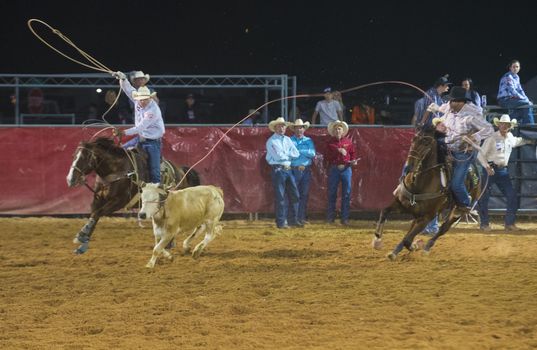 LOGANDALE , NEVADA - APRIL 10 : Cowboys Participating in a Calf roping Competition at the Clark County Fair and Rodeo a Professional Rodeo held in Logandale Nevada , USA on April 10 2014