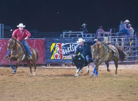 LOGANDALE , NEVADA - APRIL 10 : Cowboy Participating in a Steer wrestling Competition at the Clark County Fair and Rodeo a Professional Rodeo held in Logandale Nevada , USA on April 10 2014 