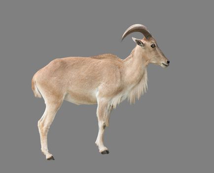 female Barbary sheep ( Ammotragus lervia ) isolated