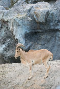 female Barbary sheep (Ammotragus lervia) standing on the rock