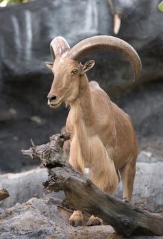 male Barbary sheep (Ammotragus lervia) standing on the rock