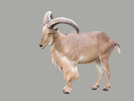 male Barbary sheep ( Ammotragus lervia ) isolated