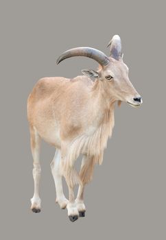 female Barbary sheep ( Ammotragus lervia ) isolated