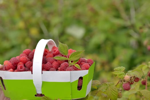 Farm-fresh raspberries in a basket beside a branch with ripe fruits