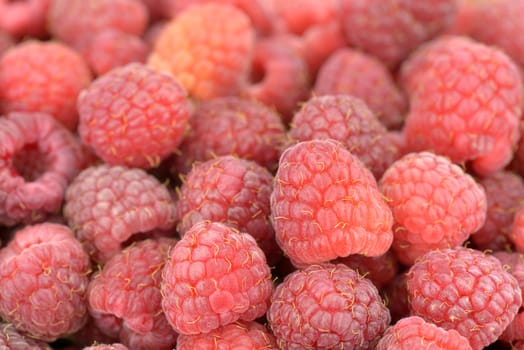 Close-up of freshly picked ripe raspberries