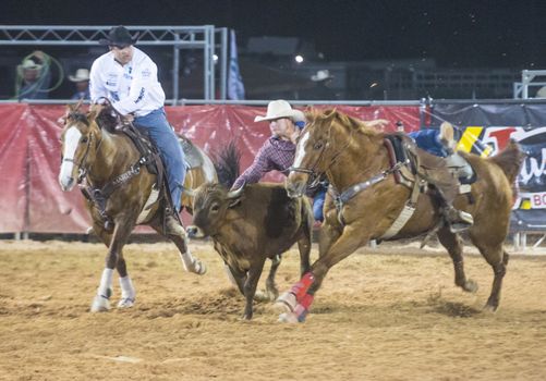 LOGANDALE , NEVADA - APRIL 10 : Cowboy Participating in a Steer wrestling Competition at the Clark County Fair and Rodeo a Professional Rodeo held in Logandale Nevada , USA on April 10 2014 