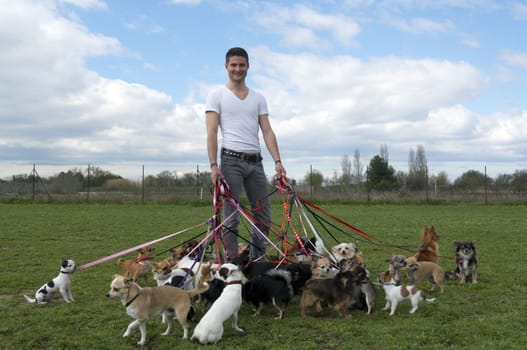 young man and group of purebred chihuahuas 