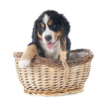 portrait of a purebred bernese mountain dog in front of white background