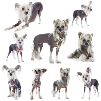 portrait of a purebred Chinese Crested Dog in front of white background