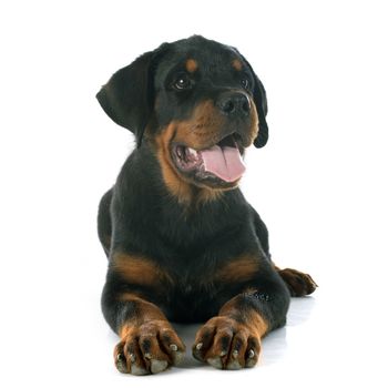 puppy rottweiler in front of white background