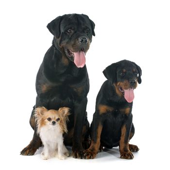 chihuahua, puppy and adult rottweiler in front of white background