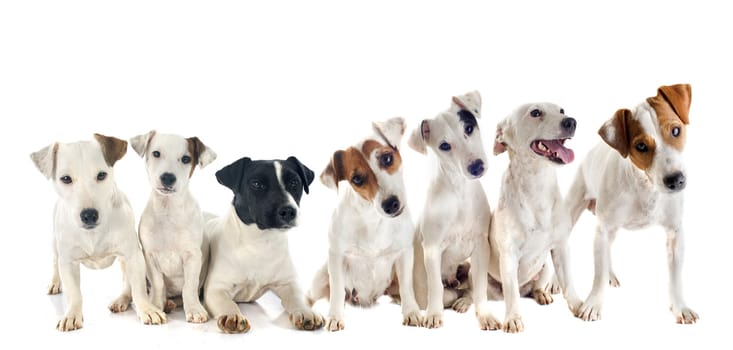 group of  jack russel terrier in front of white background