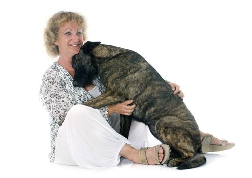 portrait of an holland shepherd with his owner in a studio