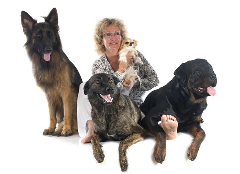 holland shepherd, chihuahua, rottweiler, and german shepherd with his owner in a studio