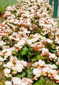 Begonia white flowers in garden 