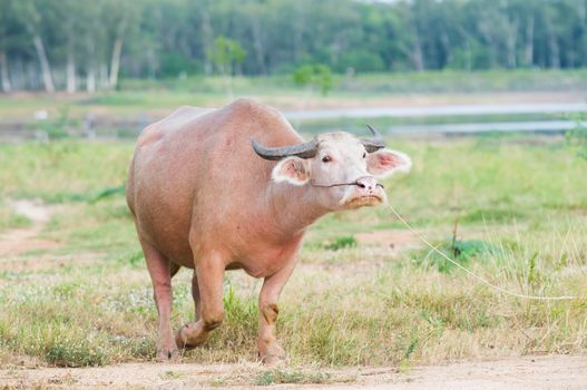 Water buffalo at dawn in Chonburi, Thailand.