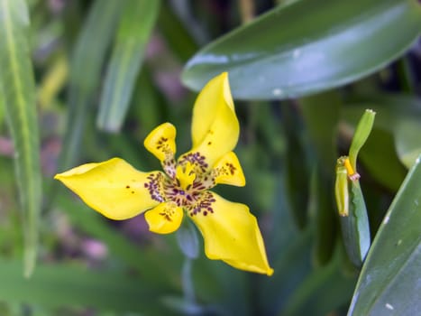 Three Plus Three Petal Yellow Flower and Green Leaves in Chiang Rai.