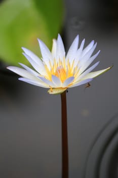 The one of lotus Species.It's name  Nymphaea stellafa.