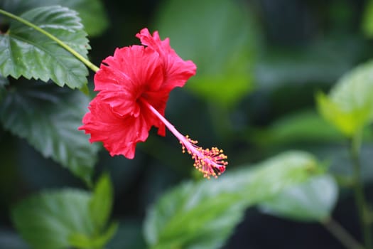 The red hibiscus is the shrubbery.