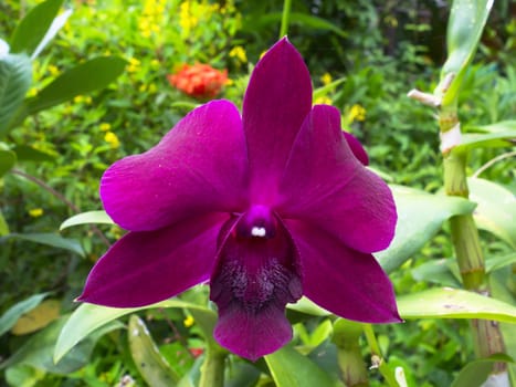 Wild Purple Orchid Flower and Green Leaves in Chiang Rai.