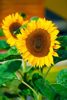 Close-up of sun flower