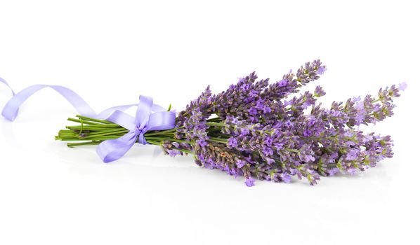 Bunch of lavender flowers with satin ribbon, on a white background