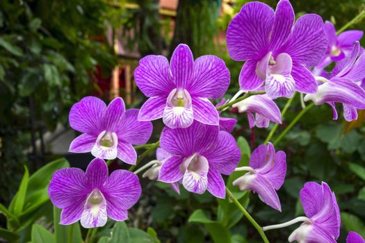 Wild Orchid Flowers and Green Leaves in Chiang Rai Garden.