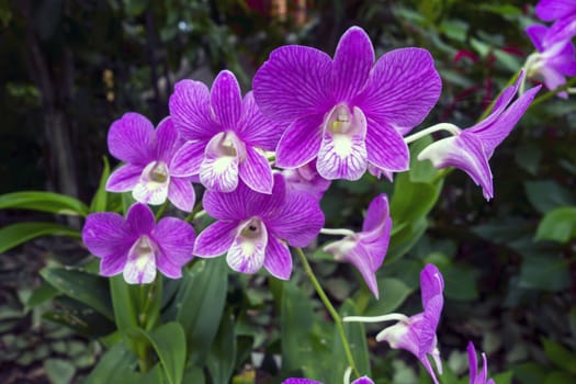 Wild Orchid Flowers  and Green Leaves in Chiang Rai Forest.