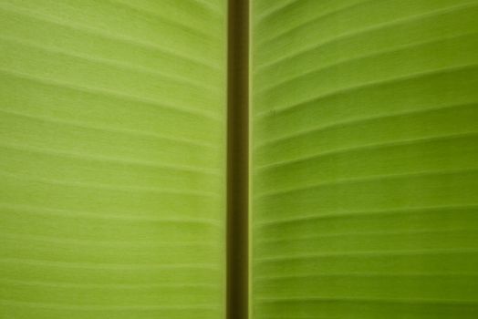 Banana leaf texture