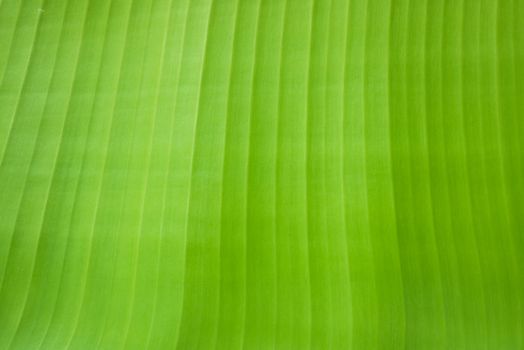 Banana leaf texture