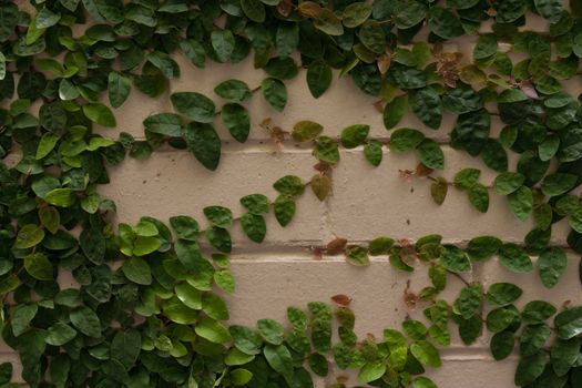 Wall with climbing plant background