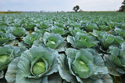 Cabbage field in Myanmar