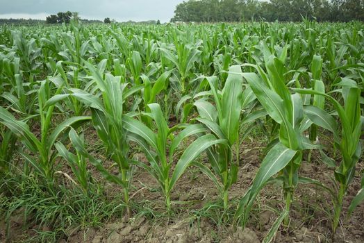 Corn field in vegetative stage