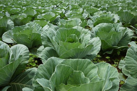 Cabbage field