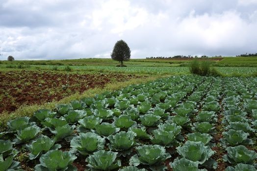 Cabbage field in Myanmar
