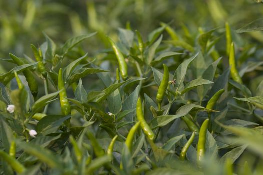 Small hot pepper standing crop