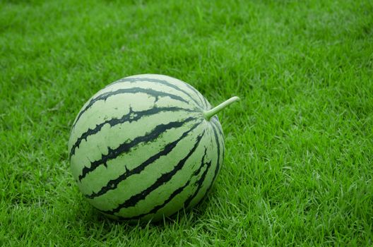 Watermelon stripe skin round shape with grass field background